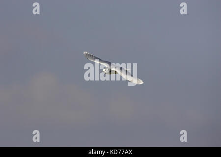 Little gull Larus minutus im Flug im Winter Gefieder Castro Marim Algarve Portugal Stockfoto