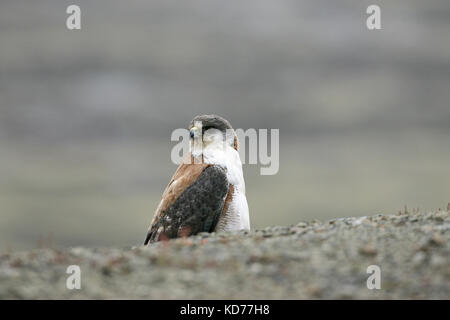 Variable hawk Buteo polyosoma Falkland Inseln Stockfoto