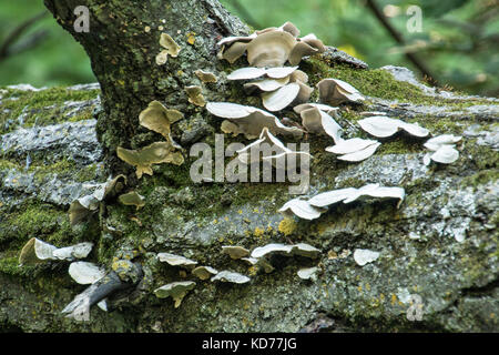 Regal Pilze wachsen auf einem toten Baum in Minnesota. Stockfoto