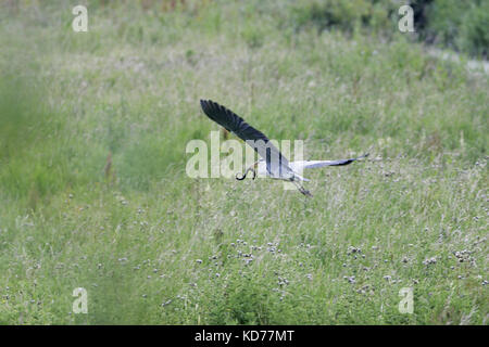 Graureiher Ardea cinerea im Flug ein Aal Anguilla anguilla Stockfoto