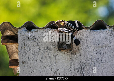 Eurasischen wiedehopf Upupa epops im Nest in der Nähe von Nationalpark Kiskunsag Tiszaalpar südliche Tiefebene in Ungarn Stockfoto