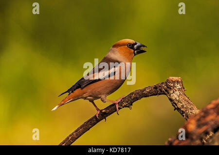 Hawfinch Coccothraustes coccothraustes Männchen mit Nahrung für junge in der Nähe von tiszaalpar Südliche Tiefebene in Ungarn Stockfoto