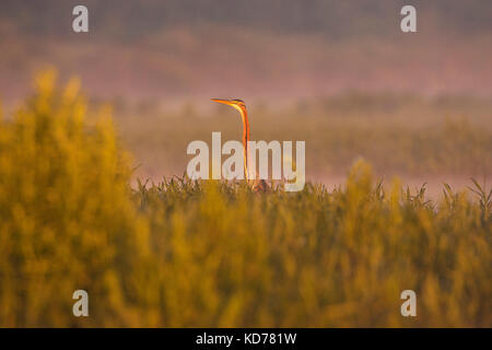 Purpurreiher Ardea purpurea zwischen Schilf in der Nähe von tiszaalpar Südliche Tiefebene in Ungarn Stockfoto