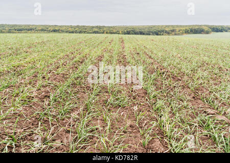 Landschaft - ein Feld mit gekeimt Winterweizen ruht auf den Wald am Horizont Stockfoto