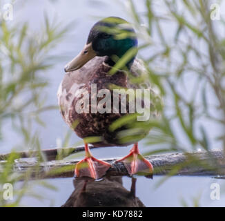 Eine Ente stehend auf einem teilweise eingetaucht in Minnesota anmelden. Stockfoto