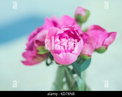 Schöne rosa Pfingstrose Blüten und Knospen gegen verschwommenen Hintergrund. Stockfoto