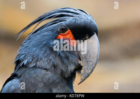 Kopf eines Palm cockatoo. Papagei Vogel im Profil anzeigen Stockfoto