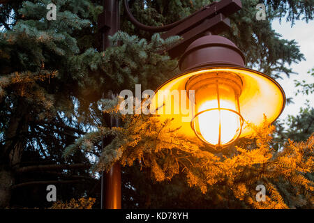 Eine Lampe leuchtet auf einer Kiefer in der Dämmerung in Edina, Minnesota. Stockfoto