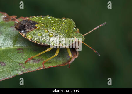 Gemeinsame Green Shieldbug (Palomena prasina) in die Regentropfen fallen. Tipperary, Irland Stockfoto