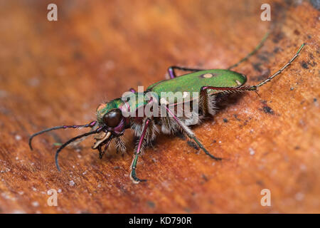 Green Tiger Beetle (Cicindela campestris) ruht auf der Innenseite der Baumrinde. Tipperary, Irland Stockfoto