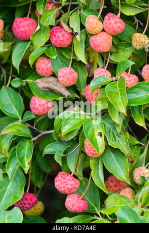 Rote Herbst Früchte der Laubbäume blühende Hartriegel, Cornus 'Norman Hadden' Stockfoto
