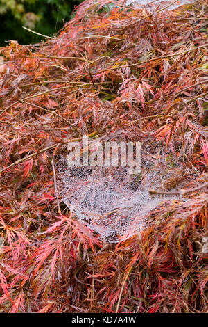 Tau web der Europäischen blatt Web spider bedeckt, Linyphia triangularis, drapiert über einen farbigen Herbst Acer palmataum dissectum atropurpureum Ahorn Stockfoto