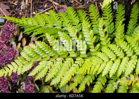 Grüne Wedel der semi-Evergreen japanische Quaste Farn, Polystichum polyblepharum Stockfoto