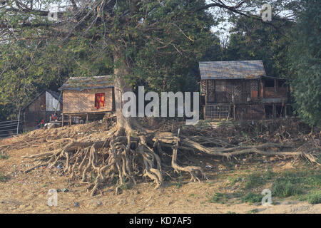 Ein großer Baum mit freiliegenden Wurzeln deckt das Ufer an minhla Dorf auf dem Irrawaddy Fluss in Myanmar (Burma). Stockfoto