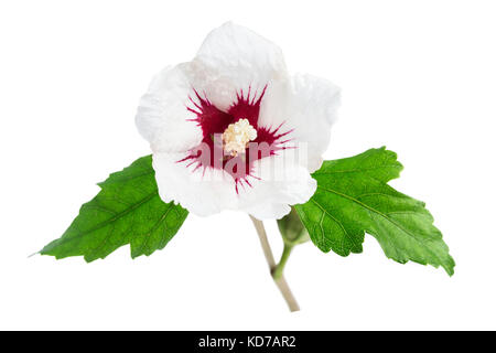 Weißer Hibiskus mit Rot in der Mitte, mit Blättern, auf weißem Hintergrund Stockfoto