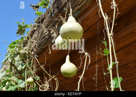 Die Früchte der Flasche Kürbis. wachsenden tropischen Kürbis. Kürbis in der Flasche bilden, Zierpflanze. Stockfoto