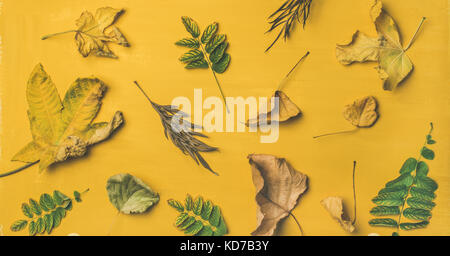 Flachbild-lay von getrockneten gelben und grünen gefallenen Baum Blätter Stockfoto
