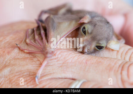 Verwaiste baby östlichen Rohr - Gerochen bat (nyctimene robinsoni). ca. 10 Tage alt, an Hand. cooya Beach. Queensland Australien. Stockfoto