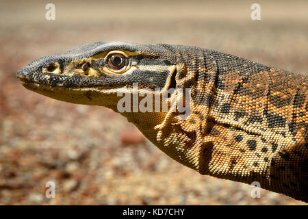 Bungarra oder Sand goanna (varanus gouldii) Stockfoto