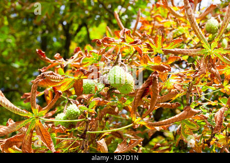 die Blätter an den Bäumen Stockfoto