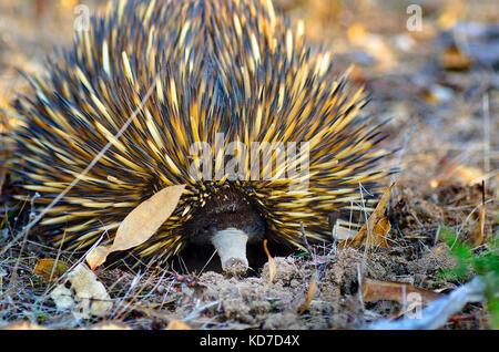 Echidna an Marbles woodlands Stockfoto