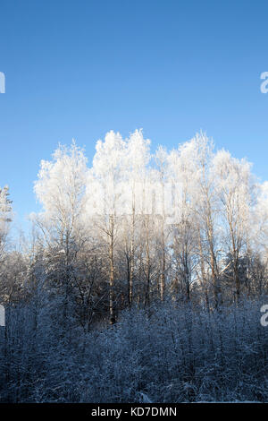 Frost auf den Ästen der Bäume Stockfoto