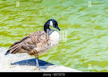 Eine Kanada Gans im Parc Floral de Paris innerhalb des Bois de Vincennes in Paris, Frankreich Stockfoto