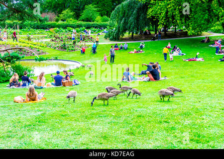 Kanada Gänse im Parc Floral de Paris innerhalb des Bois de Vincennes in Paris, Frankreich Stockfoto