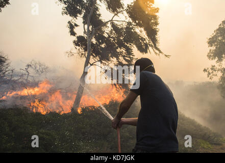 Anahiem Hills, CA, USA. Oktober 2017. Der Canyon Fire 2 brennt in Anaheim Hills Montag, 9. Oktober 2017. Mindestens sechs Häuser brannten am frühen Nachmittag, als starke Santa Ana-Winde Evakuierungen in Orange County erzwangen. Kredit: Stuart Palley/ZUMA Wire/Alamy Live News Stockfoto