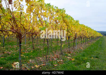 Eccels, Aylesford, Kent, Großbritannien. 11 Okt, 2017. Weinblätter gelb leuchtenden Farben zu einem grauen Morgen bringen über einen Weinberg in Eccles in Kent. Mit den Trauben vor kurzem die Blätter fallen lassen, bevor thre Reben geerntet werden für den Winter beschnitten. Eccels, Aylesford, Kent, UK Credit: Matthew Richardson/Alamy leben Nachrichten Stockfoto