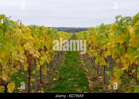 Eccels, Aylesford, Kent, Großbritannien. 11 Okt, 2017. Weinblätter gelb leuchtenden Farben zu einem grauen Morgen bringen über einen Weinberg in Eccles in Kent. Mit den Trauben vor kurzem die Blätter fallen lassen, bevor thre Reben geerntet werden für den Winter beschnitten. Eccels, Aylesford, Kent, UK Credit: Matthew Richardson/Alamy leben Nachrichten Stockfoto
