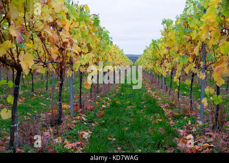 Eccels, Aylesford, Kent, Großbritannien. 11 Okt, 2017. Weinblätter gelb leuchtenden Farben zu einem grauen Morgen bringen über einen Weinberg in Eccles in Kent. Mit den Trauben vor kurzem die Blätter fallen lassen, bevor thre Reben geerntet werden für den Winter beschnitten. Eccels, Aylesford, Kent, UK Credit: Matthew Richardson/Alamy leben Nachrichten Stockfoto