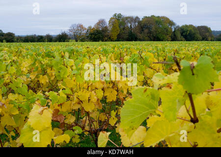 Eccels, Aylesford, Kent, Großbritannien. 11 Okt, 2017. Weinblätter gelb leuchtenden Farben zu einem grauen Morgen bringen über einen Weinberg in Eccles in Kent. Mit den Trauben vor kurzem die Blätter fallen lassen, bevor thre Reben geerntet werden für den Winter beschnitten. Eccels, Aylesford, Kent, UK Credit: Matthew Richardson/Alamy leben Nachrichten Stockfoto