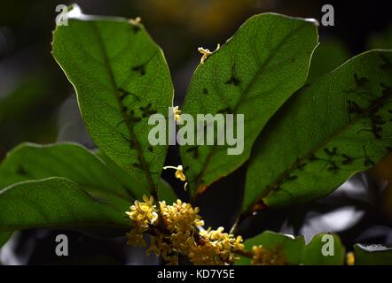 Oktober 11, 2017 - Huai'an, Ningbo, China - Ningbo, China-11. Oktober 2017: (redaktionelle Verwendung. China) Pflanzen duftenden Osmanthus in China hat eine Geschichte von mehr als 2.500 Jahren. Oft blühen im August, die Anlage ist auch mit Mitte verbunden - Herbst Festival aufgrund der fairy Geschichte über einen Mann namens Wu gang. wu bestellt wird, eine große und starke osmanthus Baum auf der Mond jeden Tag zu reduzieren, noch die verzauberte Baum nie fällt, duftenden Blüten im Herbst. wu ist nur erlaubt, einen Rest für Mitte zu haben - Herbstfest. (Bild: © sipa Asien über Zuma Draht) Stockfoto