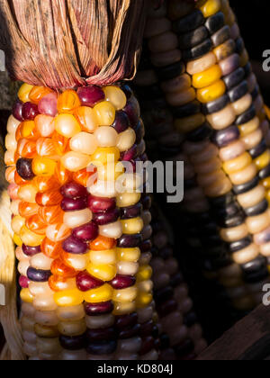 Indischen Mais, Woodstock Bauernmarkt, West Woodstock, Vermont. Stockfoto