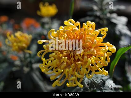 Nahaufnahme von einem gelben Coral Reef chrysanthemum Flower. Stockfoto