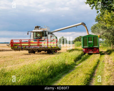 Kombinierte harvester Füllung Korn in einen Anhänger auf einem Maisfeld in der Nähe von Barum, elbmarsch, Deutschland. Stockfoto