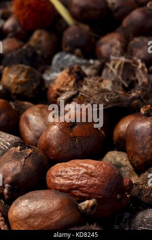 Samen von einer Lebkuchen Baum (hyphaene thebaica), palmetum botanischer Garten, Townsville, Queensland, Australien, Oktober 2017 Stockfoto