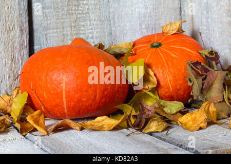 Herbst Kürbisse mit Herbstlaub auf weißem Holz- Hintergrund Stockfoto