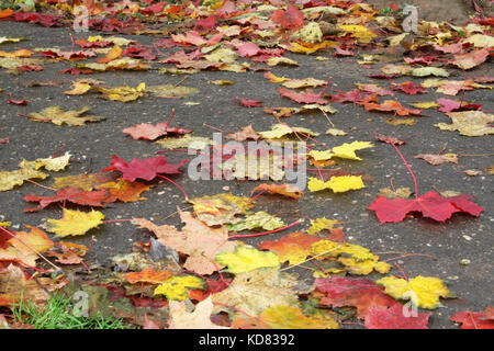 Herbstliche Stimmung. Viele farbige Ahorn Blätter liegen auf dem Bürgersteig. die Blätter fallen. Stockfoto