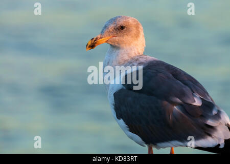 Porträt eines Jugendlichen western Möwe (Larus occidentalis) mit dem frühen Morgen Sonnenlicht auf den Kopf widerspiegelt, San Francisco, Kalifornien. Stockfoto