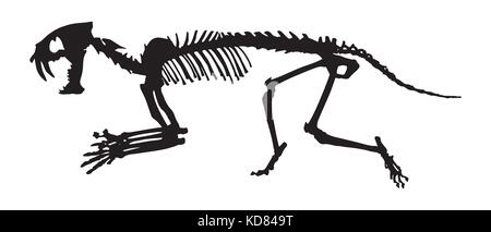 Säbelzahntiger (hoplophoneus primaevus) Skelett. silhouette Vektor. Von der Seite. Stock Vektor