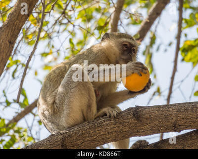 Freche Meerkatze sitzen im Baum und Essen gestohlen Orange, Kaokoveld, Namibia, Südafrika. Stockfoto