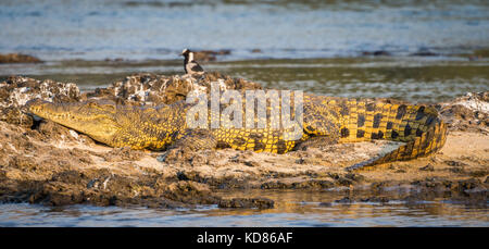 Porträt der schönen gelben Golden Nile crocodile Festlegung auf den Felsen am Sambesi in Katima Mulilo, Namibia, Südafrika. Stockfoto