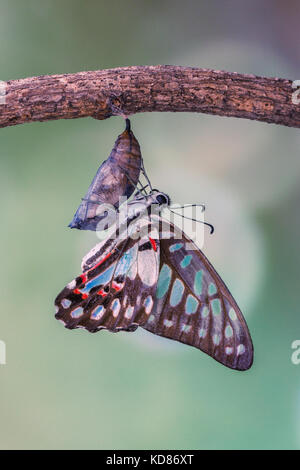 Schmetterling aus Chrysalis, Indonesien Stockfoto