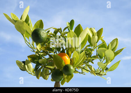 Calamondin wird hauptsächlich als Zierbäume verwendet. Stockfoto