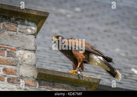 Harris hawk Greifvogel close-up Stockfoto