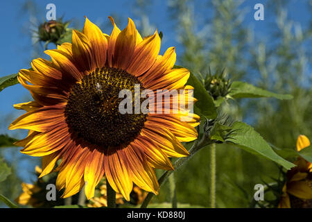 Die helianthus olar Flare' bicolor gelb gold und braun Sonnenblume, RHS Gärten, Harlow Carr, Harrogate, North Yorkshire, England, UK. Stockfoto