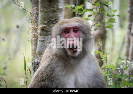 Japanische Affe, in kamikochi, Norden Japans Alpen, Präfektur Nagano Stockfoto