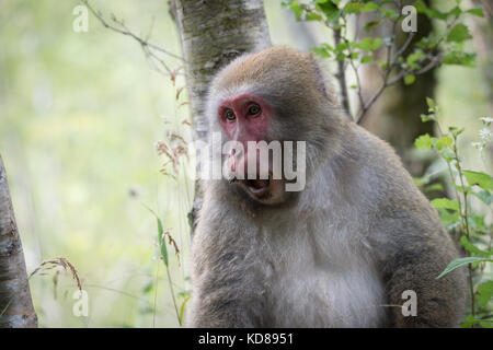 Japanische Affe, in kamikochi, Norden Japans Alpen, Präfektur Nagano Stockfoto